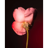 TABAC ROSE EAU DE PARFUM 100 ML