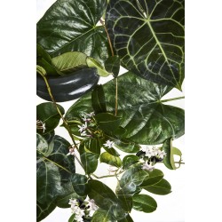 Madagascan Jasmine Edp 50 ml