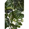 Madagascan Jasmine Edp 50 ml