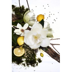 Magnolia Grandiflora Sandrine Edp 50 ml